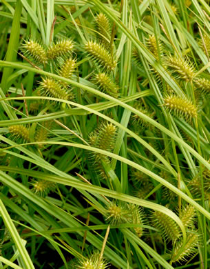 image of Carex lurida, Sallow Sedge