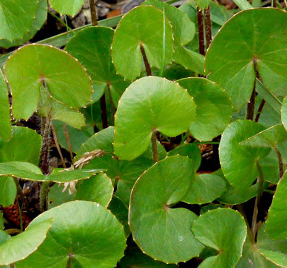 image of Centella erecta, Centella, Erect Coinleaf, False Pennywort