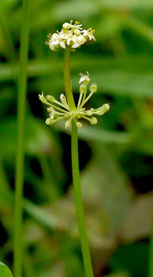 image of Hydrocotyle tribotrys, Whorled Marsh-pennywort, Water-pennywort