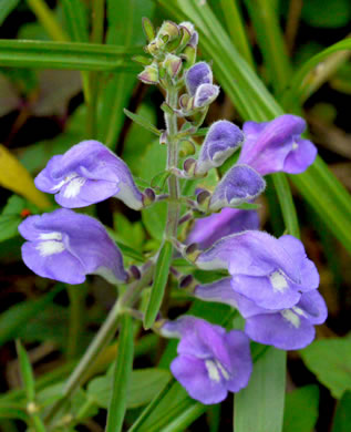 image of Scutellaria integrifolia, Hyssop Skullcap, Narrowleaf Skullcap