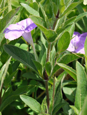 image of Ruellia humilis, Hairy Wild-petunia, Low Wild-petunia, Glade Wild-petunia, Fringeleaf Ruellia