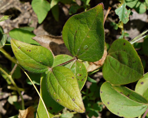 Clematis ochroleuca, Curlyheads