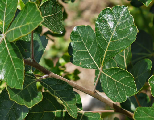 Rhus aromatica var. aromatica, Fragrant Sumac, Squawbush