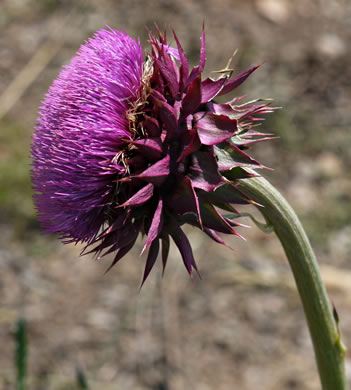 image of Carduus nutans, Nodding Thistle, Musk Thistle