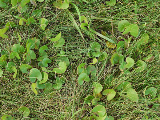 image of Centella erecta, Centella, Erect Coinleaf, False Pennywort