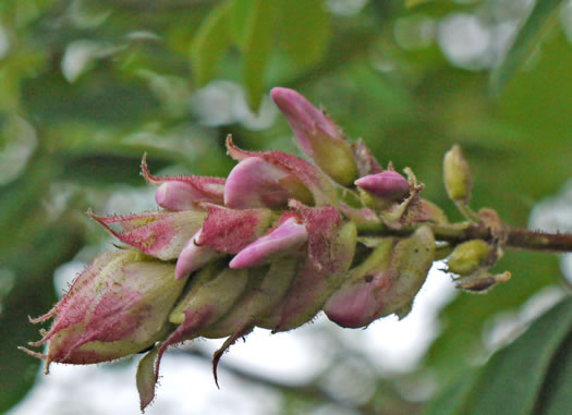 image of Robinia hartwigii, Granite Dome Locust, Highlands Locust, Hartwig's Locust