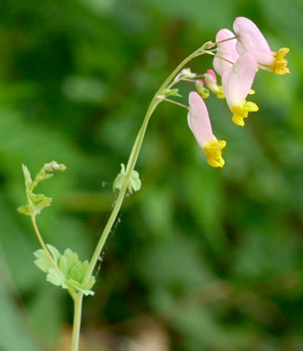 Capnoides sempervirens, Pale Corydalis, Rock Harlequin, Pink Corydalis, Tall Corydalis