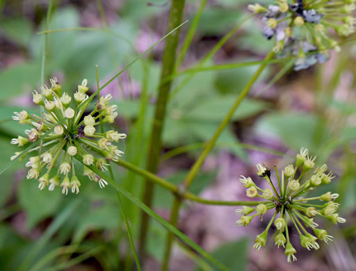 image of Aralia nudicaulis, Wild Sarsaparilla