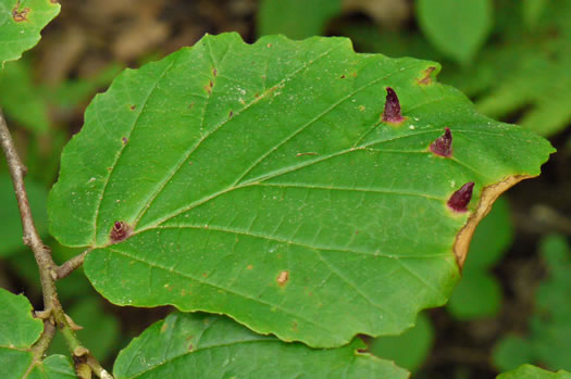 image of Hamamelis virginiana var. virginiana, Northern Witch-hazel