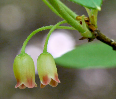 image of Rhododendron pilosum, Minniebush