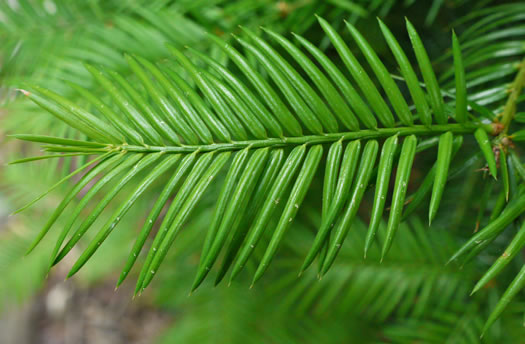 image of Torreya taxifolia, Florida Torreya, Stinking-cedar