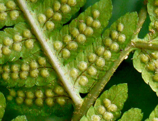 image of Dryopteris goldieana, Goldie's Woodfern