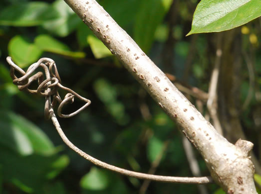 image of Ampelopsis glandulosa, Porcelain-berry, Amur Peppervine