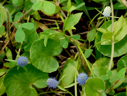 image of Eryngium prostratum, Spreading Eryngo, Creeping Eryngo