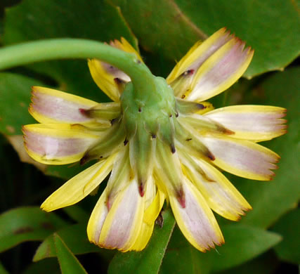 Hypochaeris radicata, Hairy Cat's-ear, Spotted Cat's-ear, Cat's Ear Dandelion