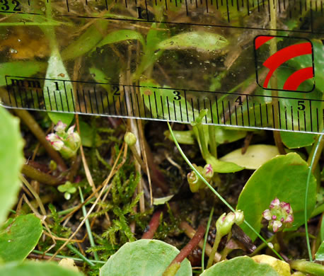 image of Centella erecta, Centella, Erect Coinleaf, False Pennywort