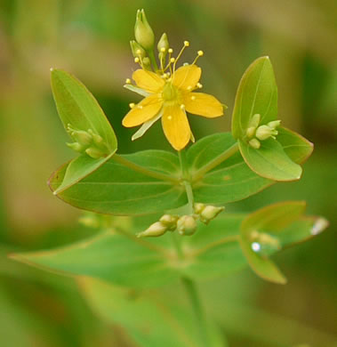 image of Hypericum mutilum var. mutilum, Common Dwarf St. Johnswort