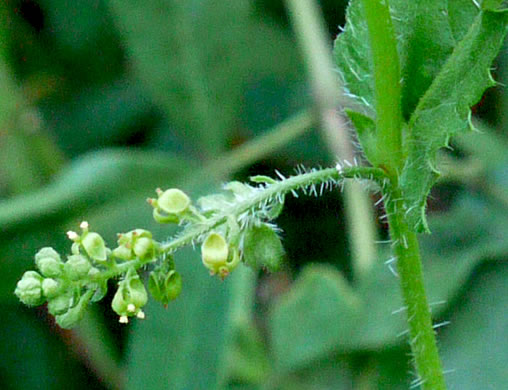 image of Tragia urticifolia, Nettleleaf Noseburn, Tragia