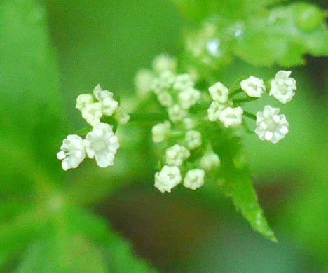 image of Cryptotaenia canadensis, Honewort