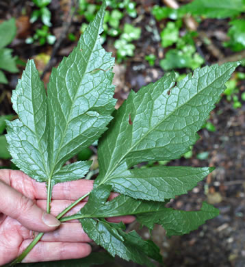 image of Cryptotaenia canadensis, Honewort