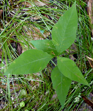 image of Persicaria virginiana, Virginia Jumpseed