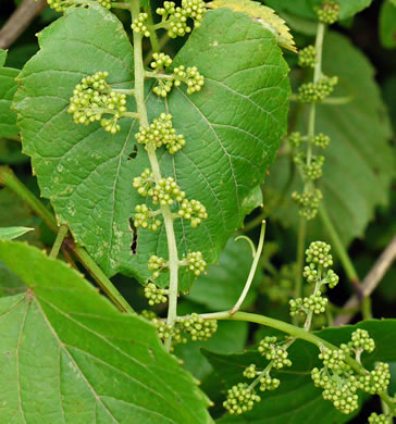 image of Vitis baileyana, Possum Grape