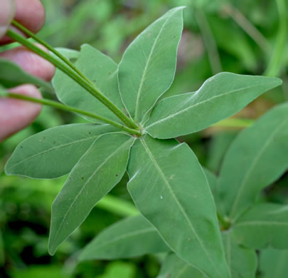 image of Coreopsis major var. major, Whorled Coreopsis, Woodland Coreopsis