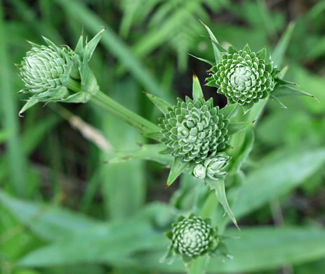 image of Eryngium yuccifolium var. yuccifolium, Northern Rattlesnake-master, Button Snakeroot