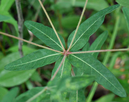 image of Euphorbia pubentissima, False Flowering Spurge, Southeastern Flowering Spurge, Southern Flowering Spurge