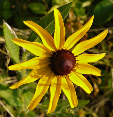 image of Rudbeckia hirta var. hirta, Woodland Black-eyed Susan