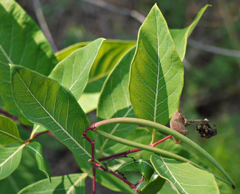 image of Apocynum cannabinum, Indian-hemp, Hemp Dogbane, Marion's Weed