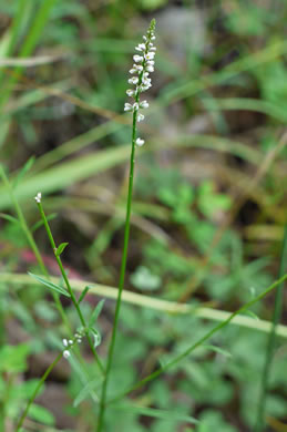 image of Polygala ambigua, Loose Milkwort, Alternate Milkwort, Whorled Milkwort