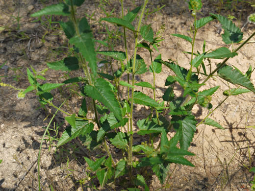 image of Tragia urticifolia, Nettleleaf Noseburn, Tragia