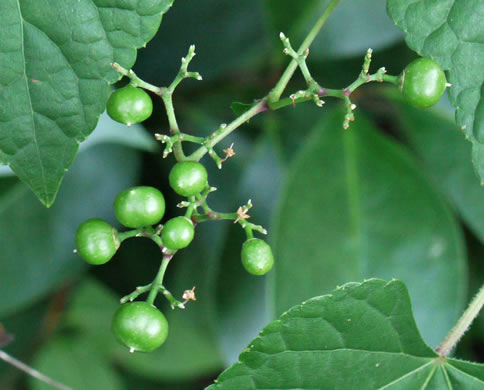 image of Ampelopsis glandulosa, Porcelain-berry, Amur Peppervine