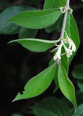 image of Lonicera maackii, Amur Bush-honeysuckle, Amur Honeysuckle