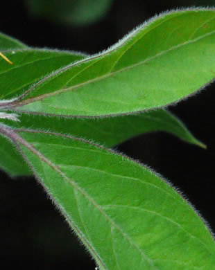 image of Lonicera maackii, Amur Bush-honeysuckle, Amur Honeysuckle