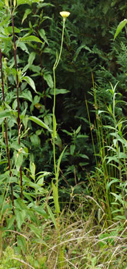 image of Pyrrhopappus carolinianus, Carolina False-dandelion, Carolina Desert-chicory