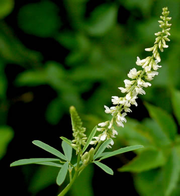 image of Melilotus albus, White Sweetclover, White Melilot