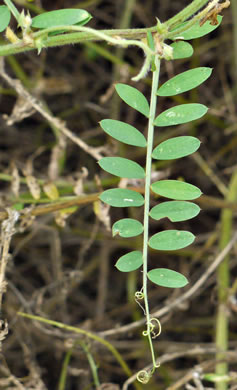 image of Vicia villosa ssp. varia, Smooth Vetch, Winter Vetch