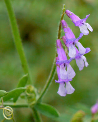 image of Vicia villosa ssp. varia, Smooth Vetch, Winter Vetch