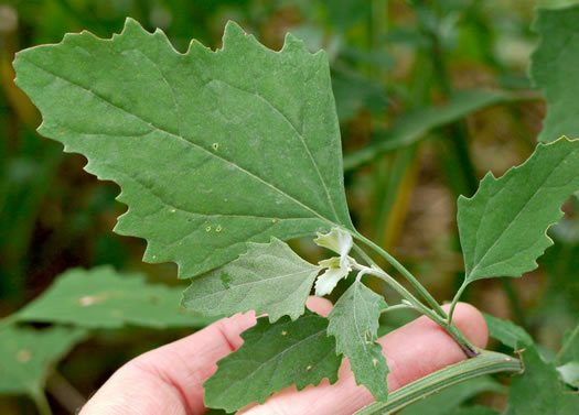 image of Chenopodium album var. album, Lambsquarters, Pigweed