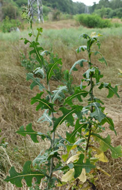 image of Lactuca serriola, Prickly Lettuce