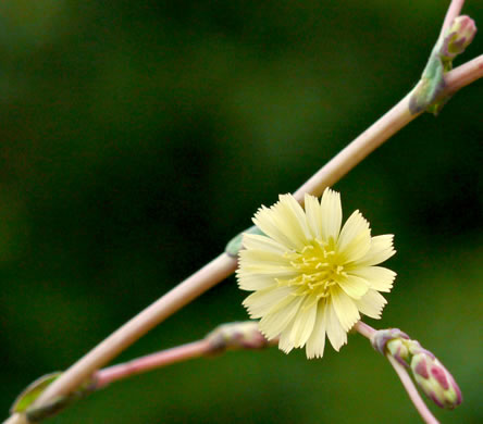 image of Lactuca serriola, Prickly Lettuce