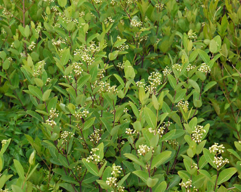 image of Apocynum cannabinum, Indian-hemp, Hemp Dogbane, Marion's Weed