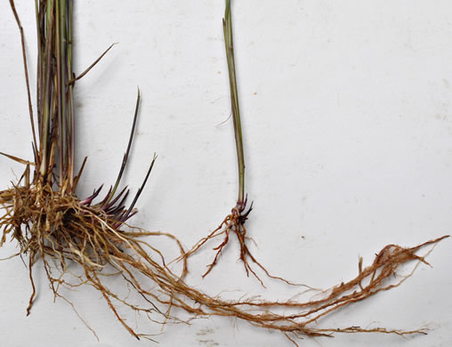 image of Sorghastrum nutans, Yellow Indiangrass, Prairie Indiangrass