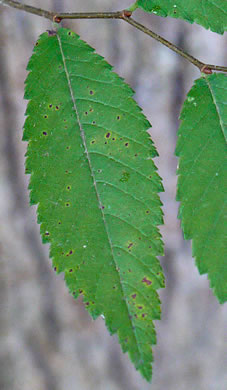 Winged Elm