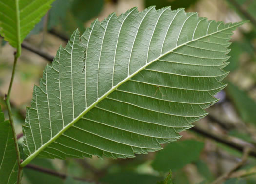 image of Ulmus americana var. americana, American Elm, White Elm