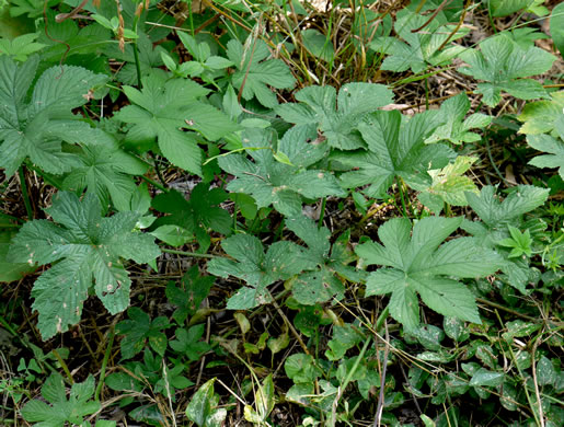 image of Humulus scandens, Japanese Hops