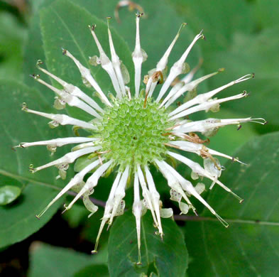 image of Monarda clinopodia, Basil Bergamot, Basil Beebalm, White Bergamot, Basil Balm