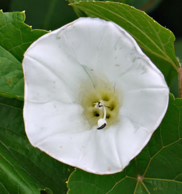 image of Convolvulus fraterniflorus, Twin-flowered Bindweed, Twoflower Bindweed, Shortstalk False Bindweed